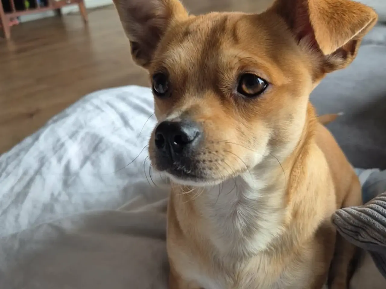 Billede 2 - Skønne Hulk søger ny familie 🐶