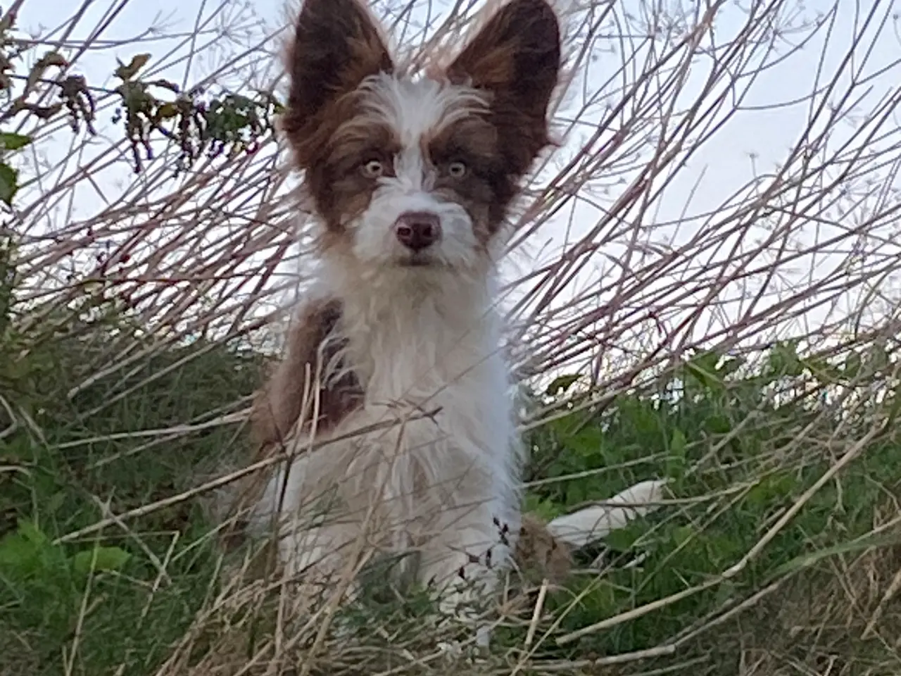 Billede 9 - Border Collie/ Chinese crested Powder puff