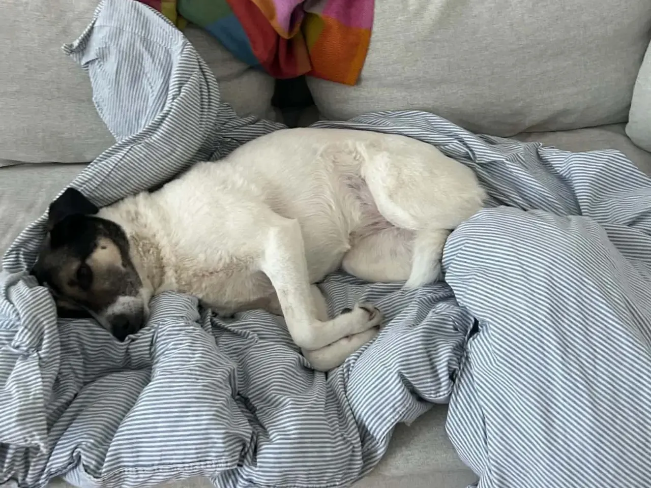 Billede 7 - Skønne Safi søger nyt hjem 🐶