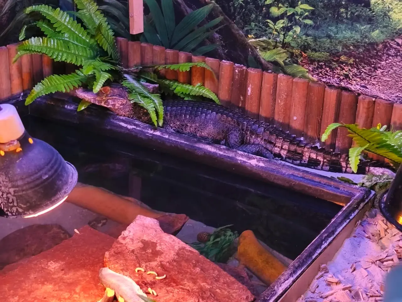 Billede 6 - Kaiman/alligator