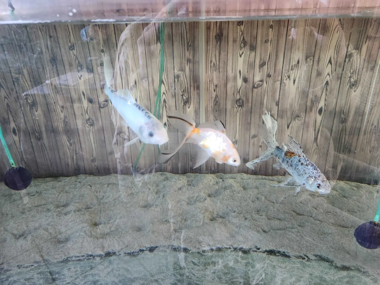 Billede 10 - Koi. Koier. Karper. Boddy Flies. Slør Haler. M.m