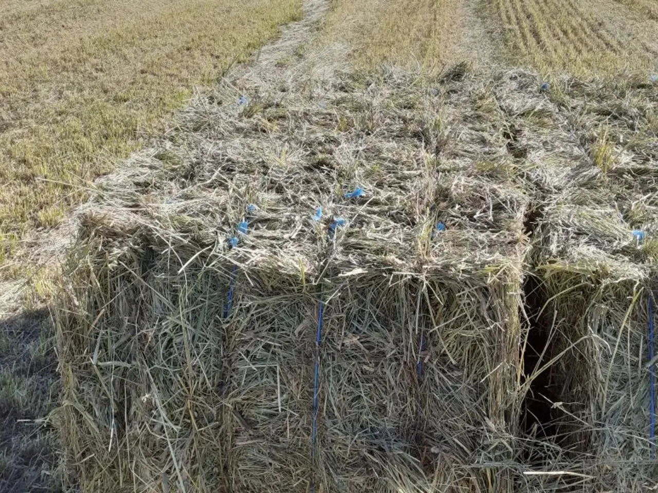 Billede 13 - Lækkert wrap hø 2. slet 2025 m/analyse lavt sukker