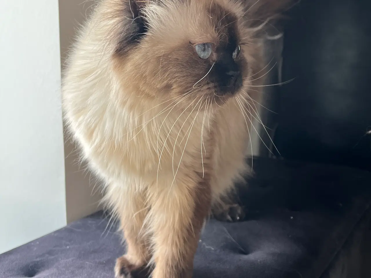 Billede 4 - Ragdoll uden stamtavle - Hunkat