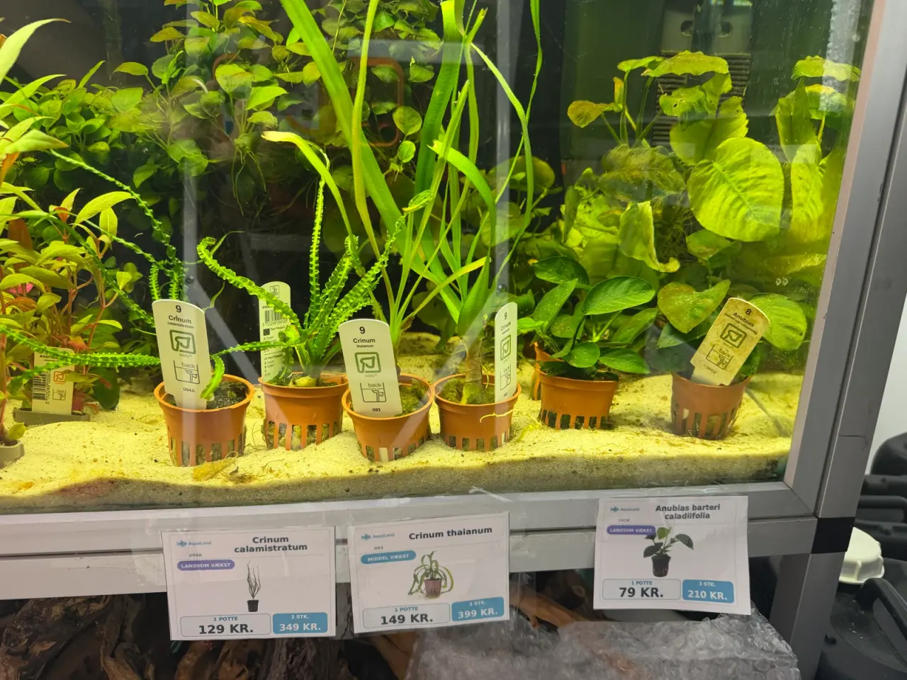 Billede 16 - Super flotte akvarieplanter fra 10kr.