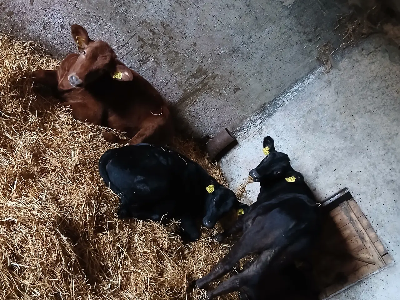Billede 1 - Jersey x Angus kvier