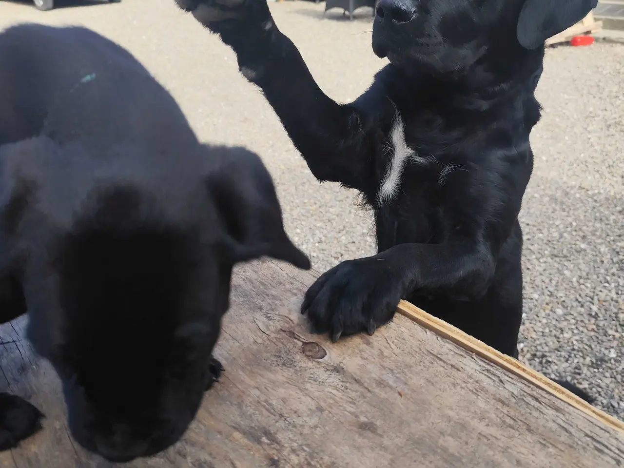 Billede 1 - Labrador blanding 