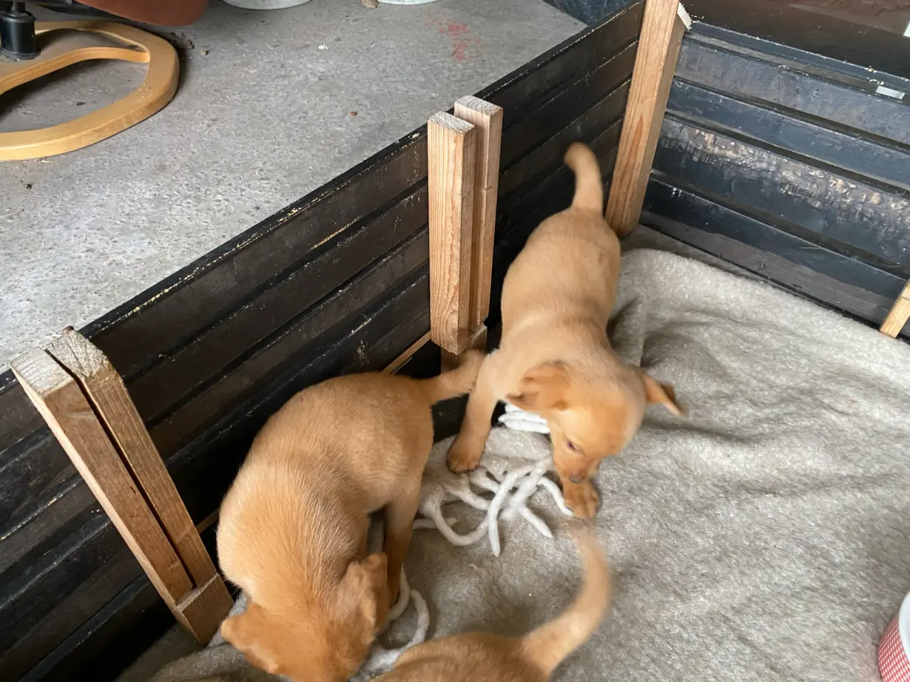 Billede 2 - Red FOX Labrador hvalpe sælges
