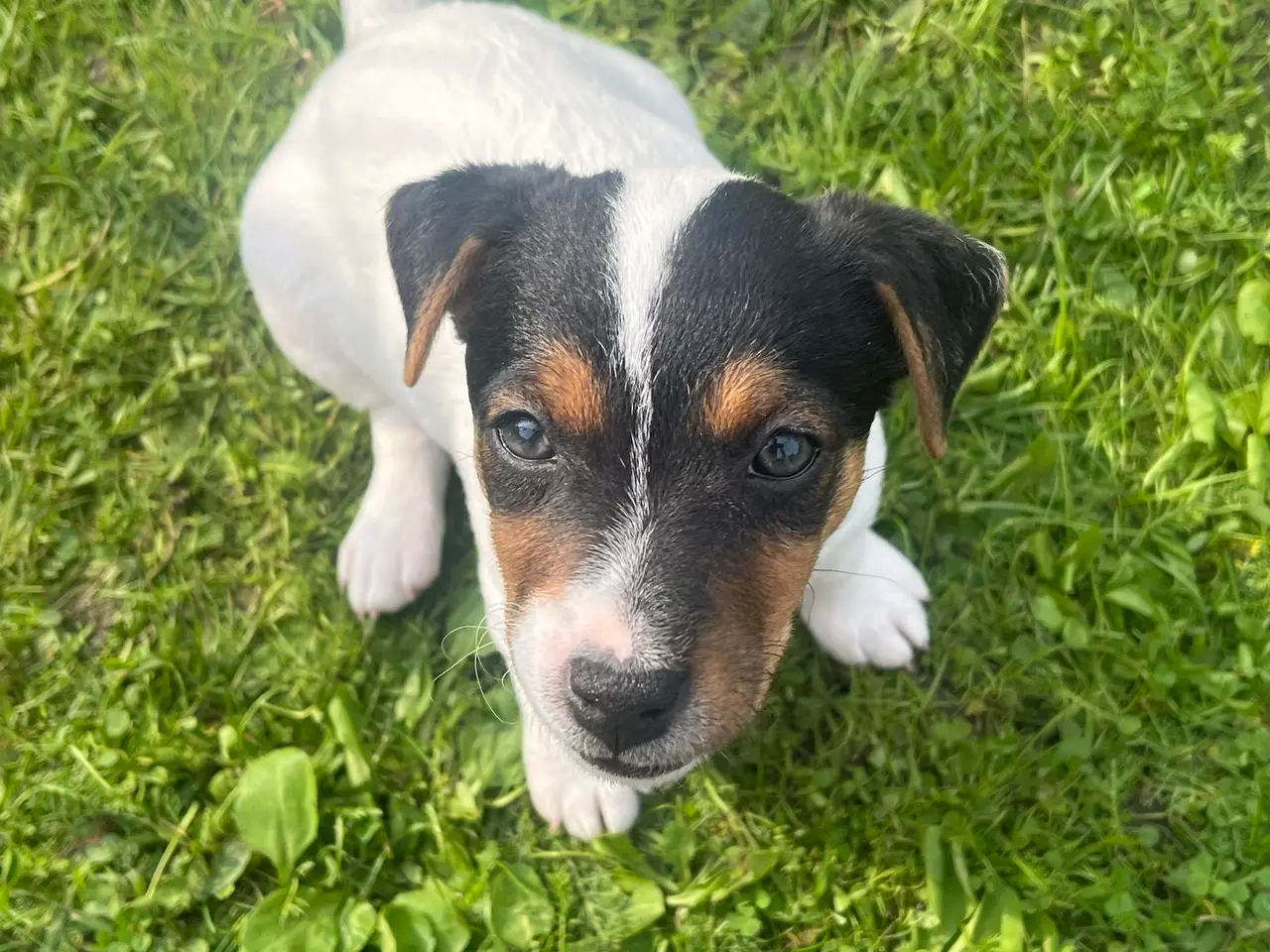 Billede 13 - Jack Russel hvalpe med stamtavler, glathårede