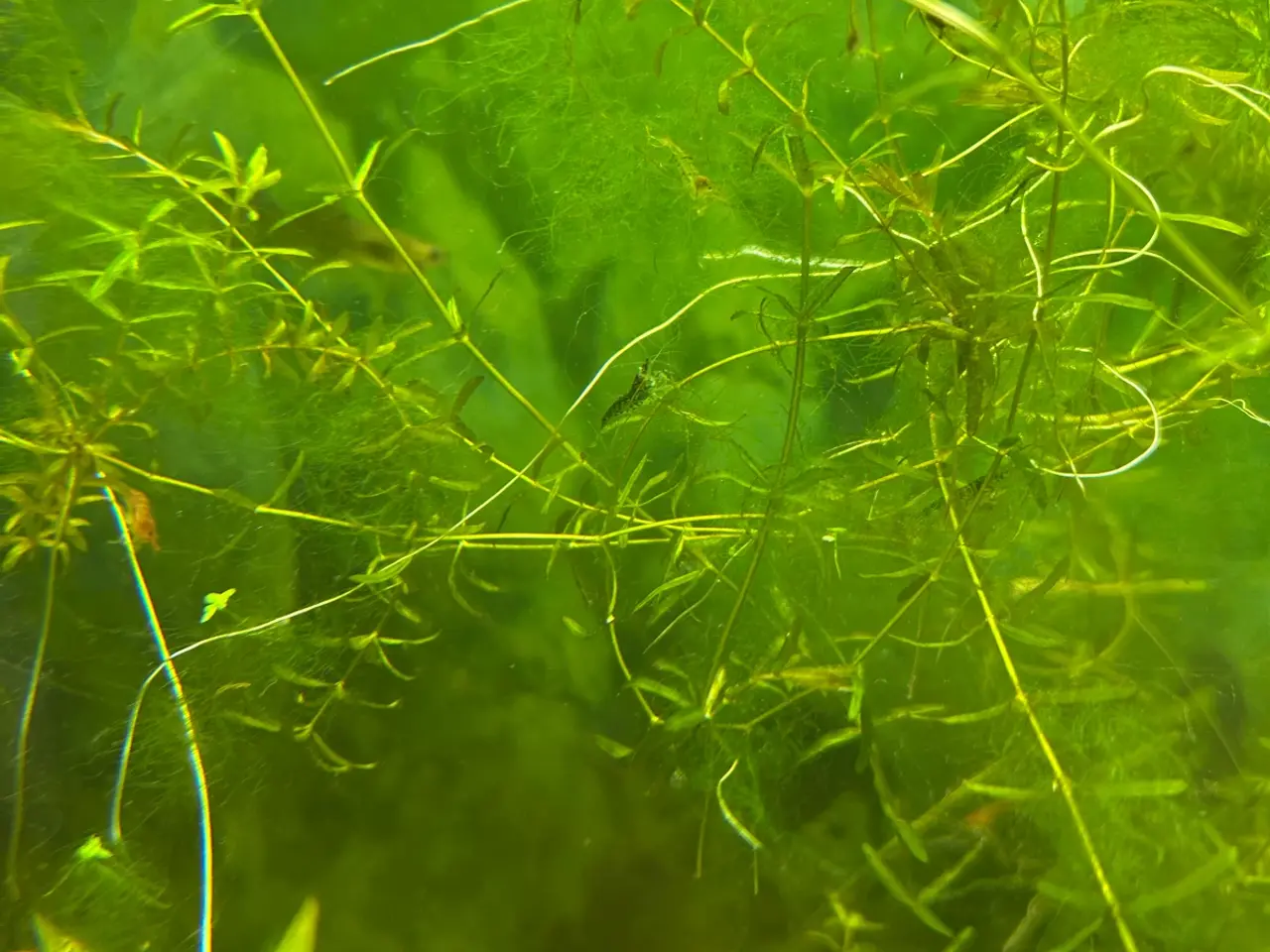 Billede 6 - 🌿 Levende akvarieplanter – 2 stk. GLS