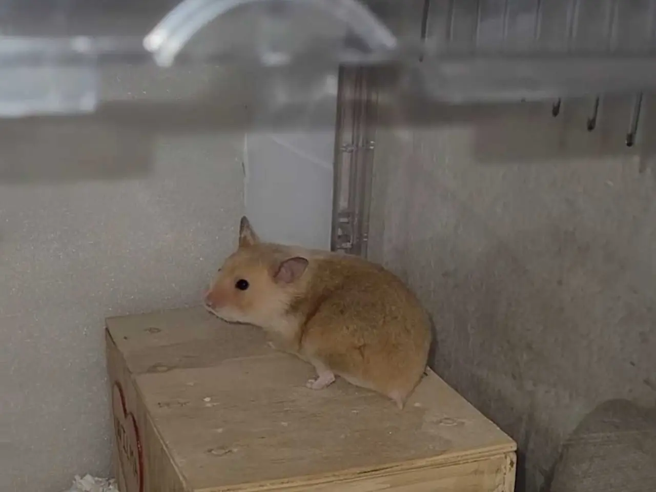 Billede 3 - Guldhamster