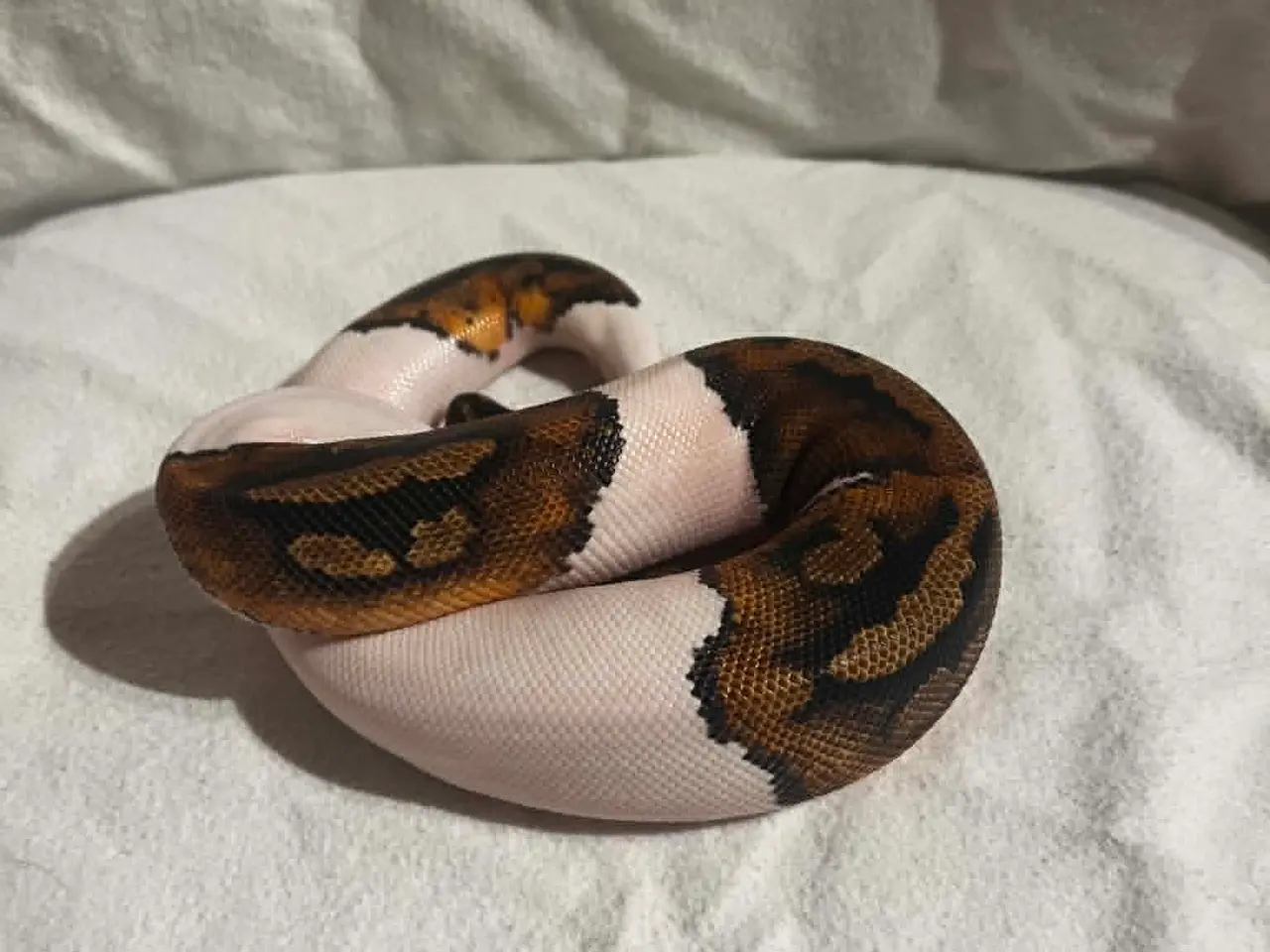 Billede 3 - Kongepython 0,1 Pied