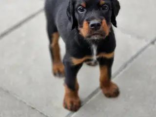 Gordon Setter hvalpe søger nyt hjem