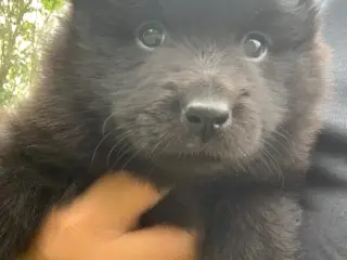 Svensk lapphund - 2