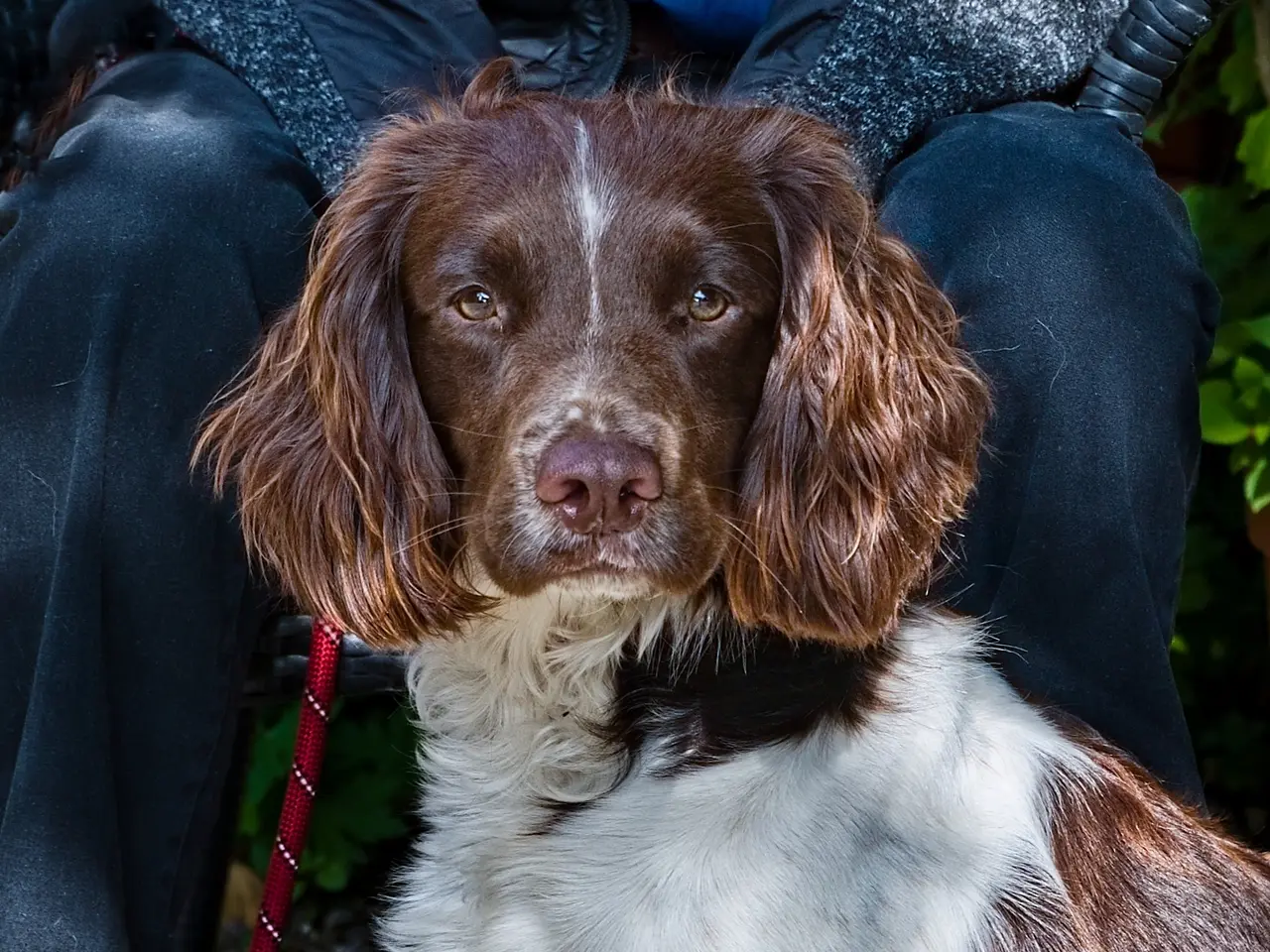 Billede 4 - Ft springer spaniel 