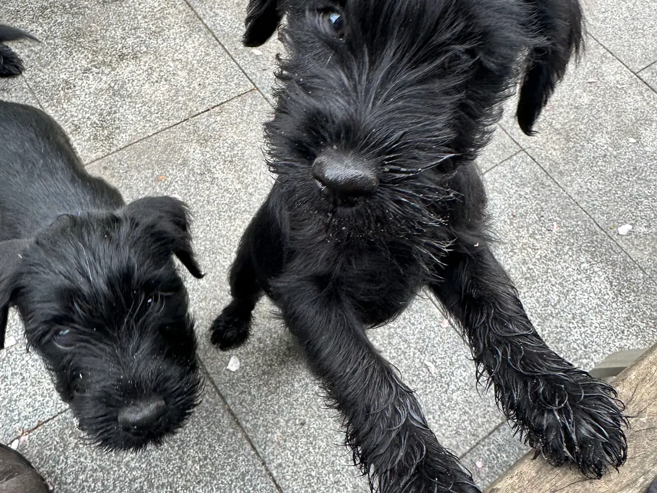 Billede 9 - Schnauzer mellem - hvalpe sort