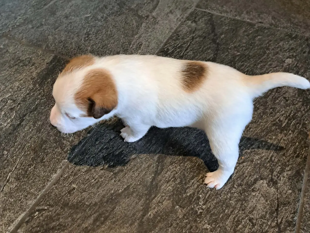 Billede 6 - Jack Russel Terrier