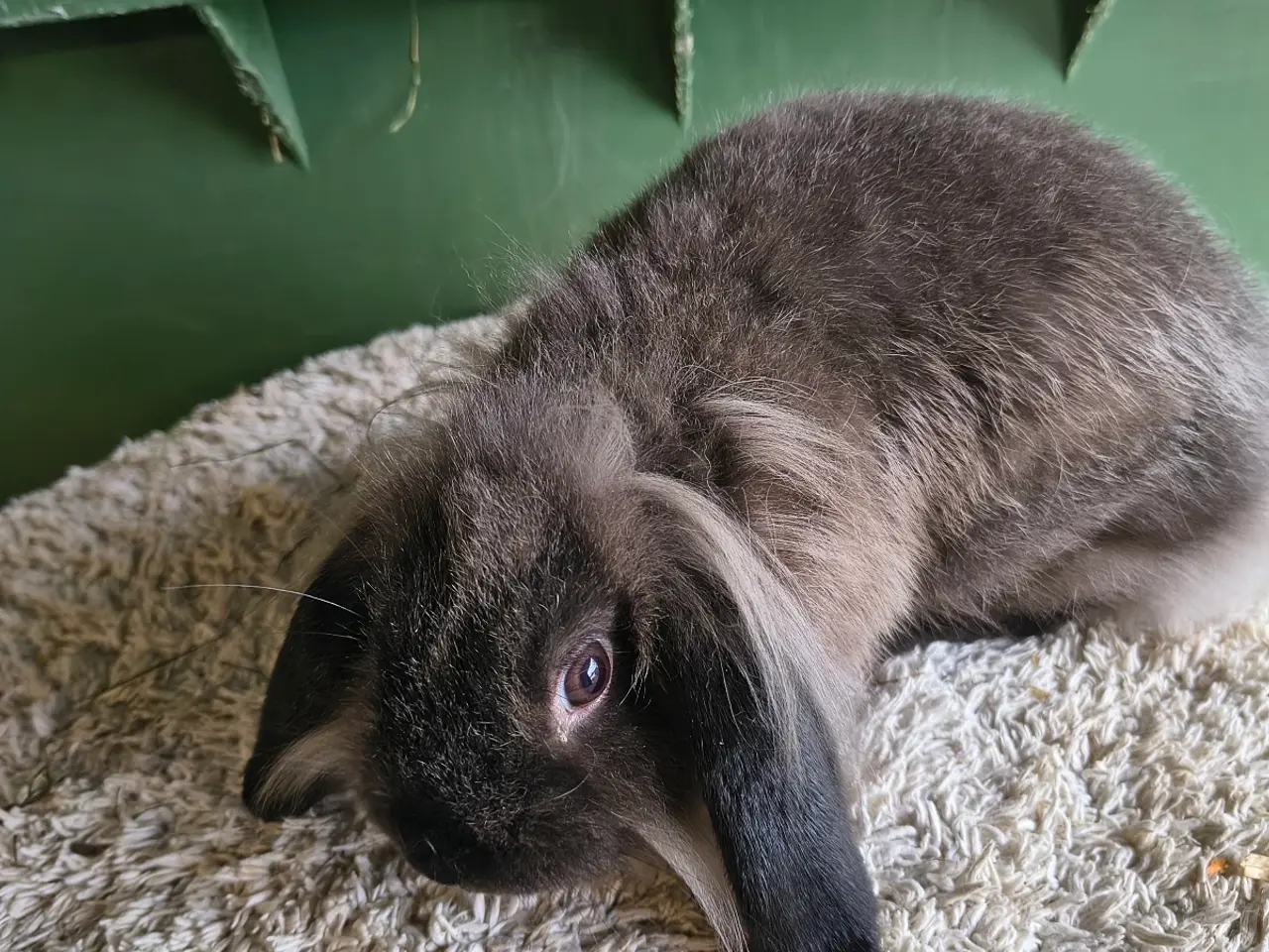 Billede 3 - Mini lop+🦁