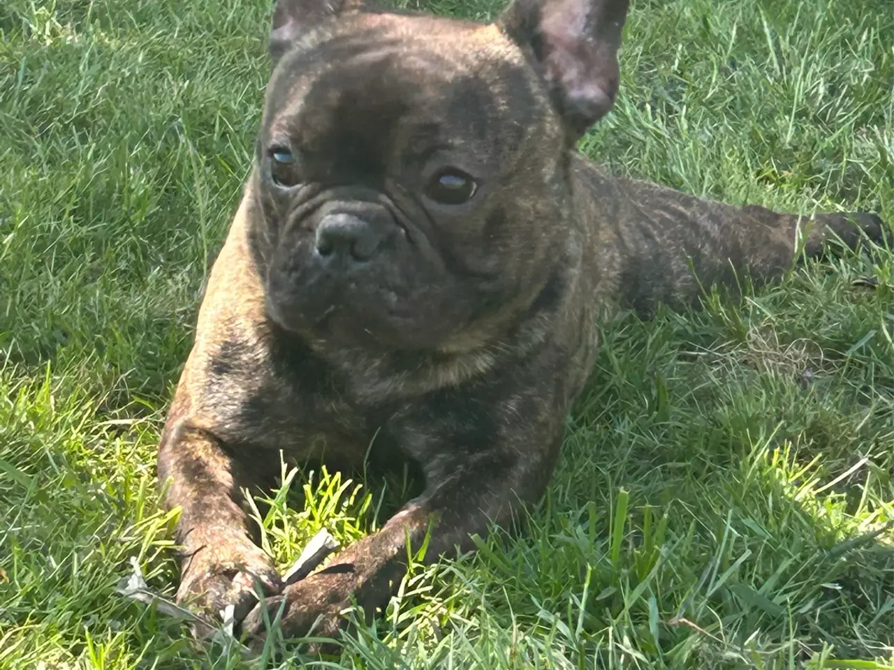 Billede 6 - Skøn fransk bulldog han