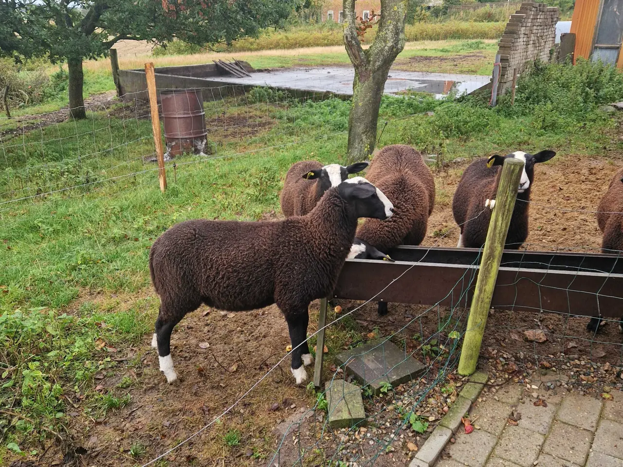 Billede 4 - Zwartsbles gimmer og vædderlam sælges M 3