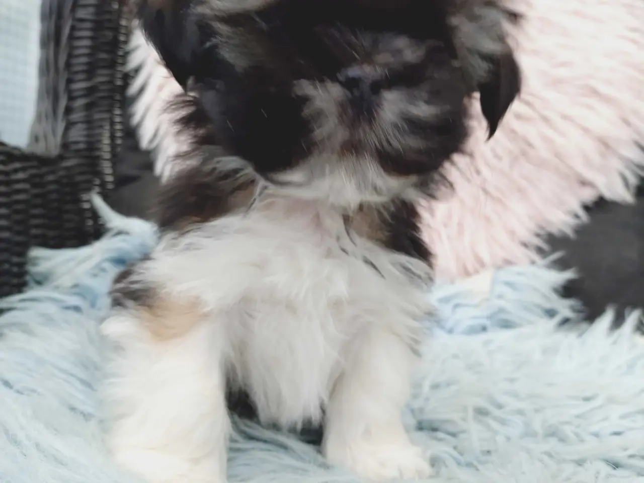 Billede 10 - Lhasa apso hvalpe med stambog