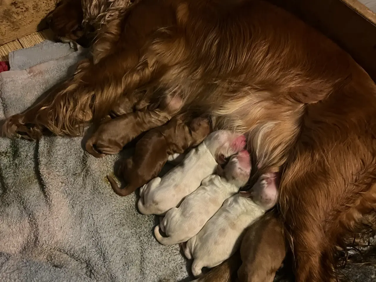 Billede 4 - Engelsk Cocker spaniel hvalpe
