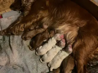 Engelsk Cocker spaniel hvalpe