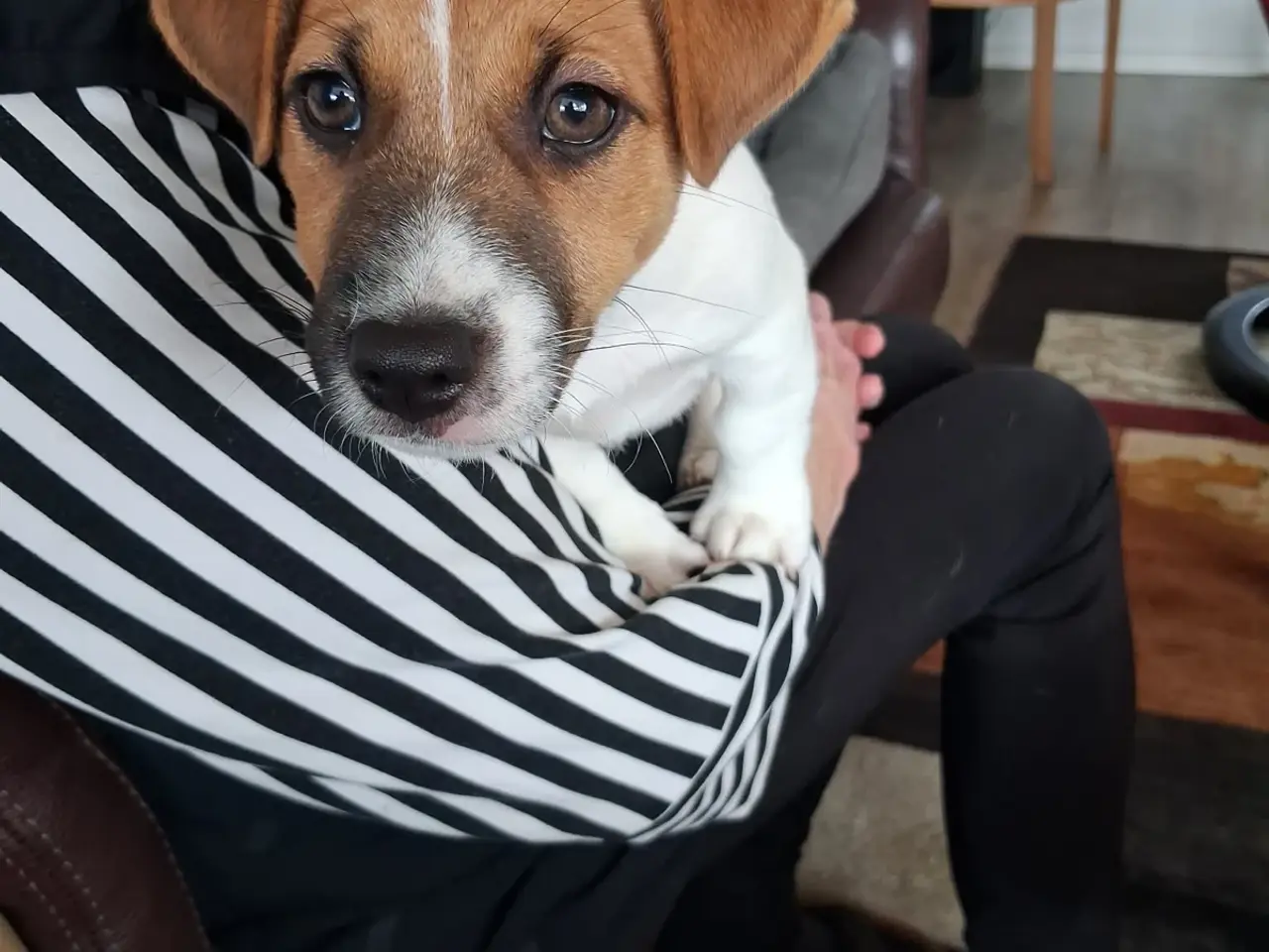 Billede 9 - Jack Russell Hvalp - Glathåret - DKK stamtavle