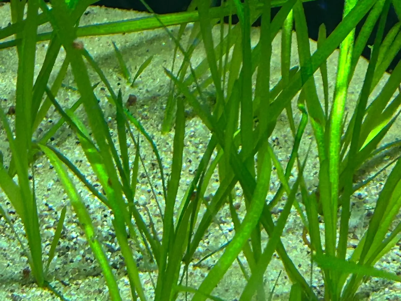 Billede 5 - 🌿 Levende akvarieplanter – 2 stk. GLS