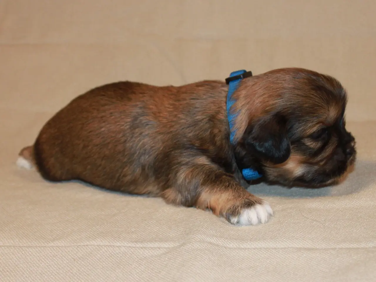 Billede 12 - Lhasa Apso hvalpe