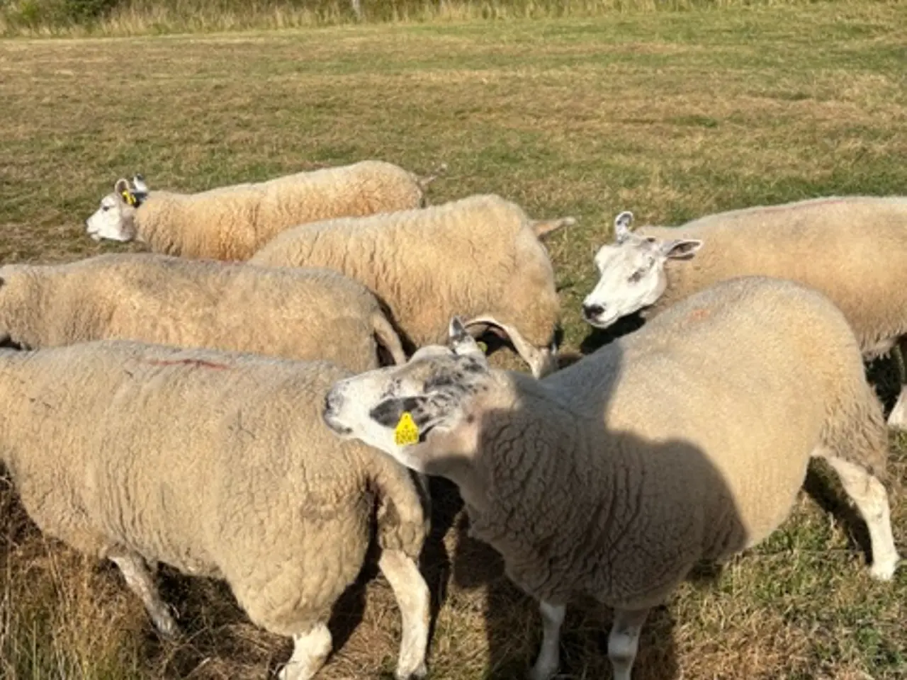 Billede 1 - Texel får