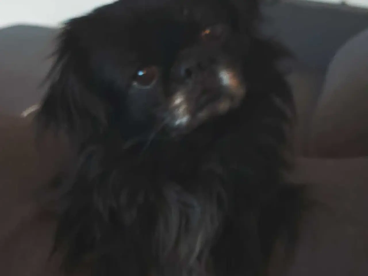 Billede 2 - Hanhund