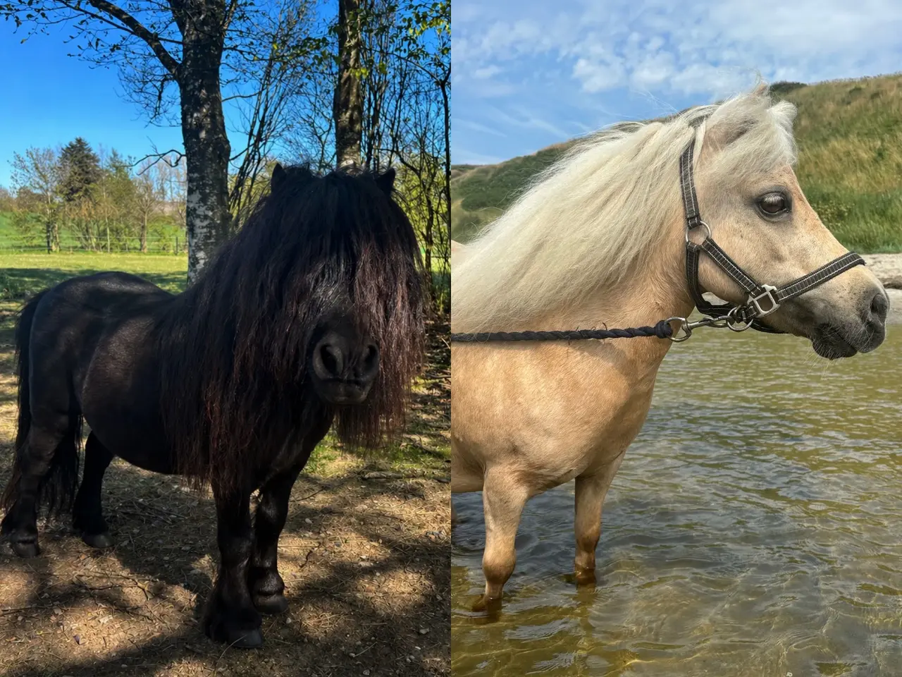 Billede 5 - Smuk shetlandspony hingsteføl
