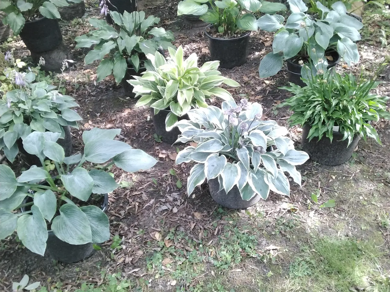 Billede 4 - Store Hosta planter I store 12L potter
