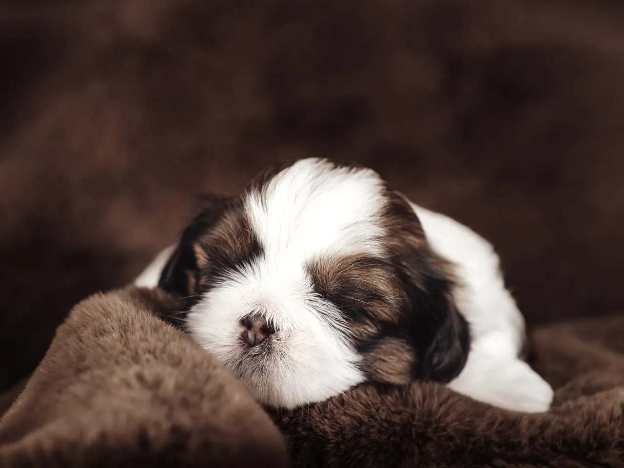 Billede 9 - Shih Tzu hundehvalpe søger nyt hjem (Tæver)