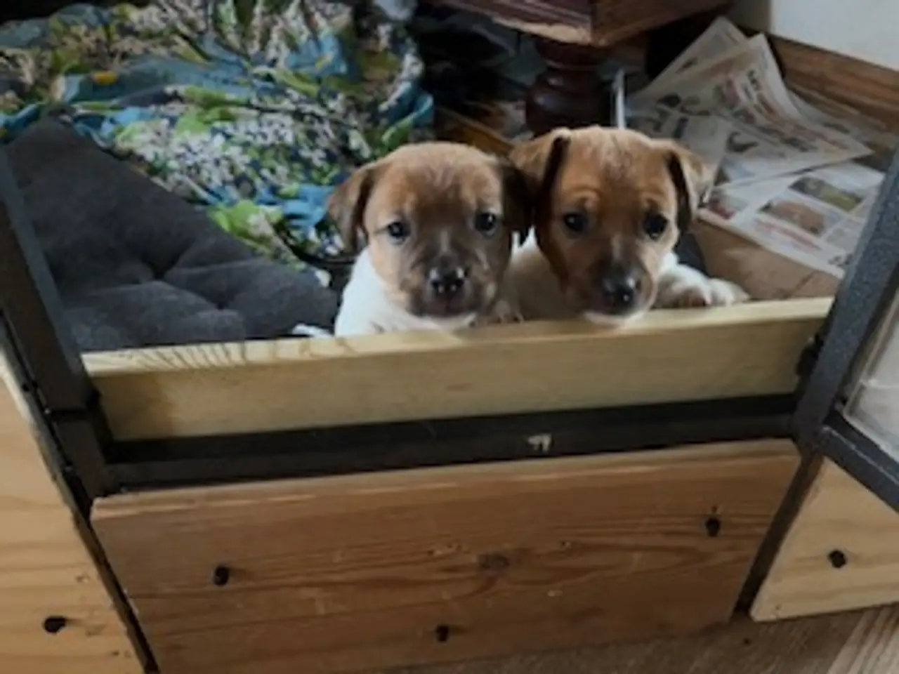 Billede 5 - Elmer, Jack Russel, 4½ uge gammel, født 25.9