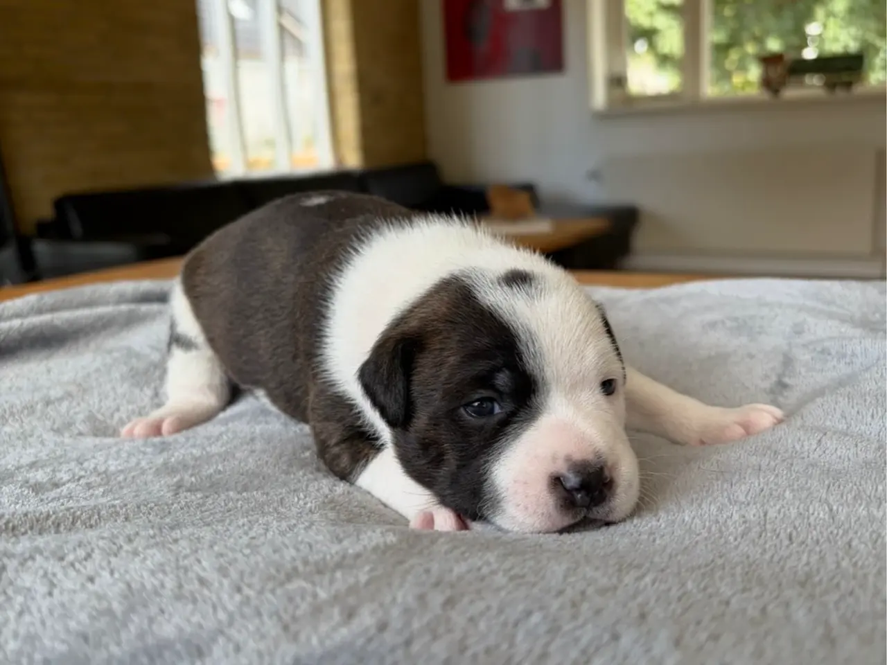 Billede 4 - Engelsk Staffordshire Bull terrier 