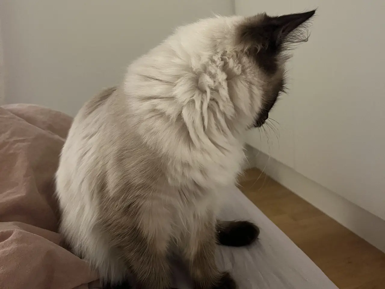 Billede 7 - Social Ragdoll, med azurblå øjne, søger nyt hjem.