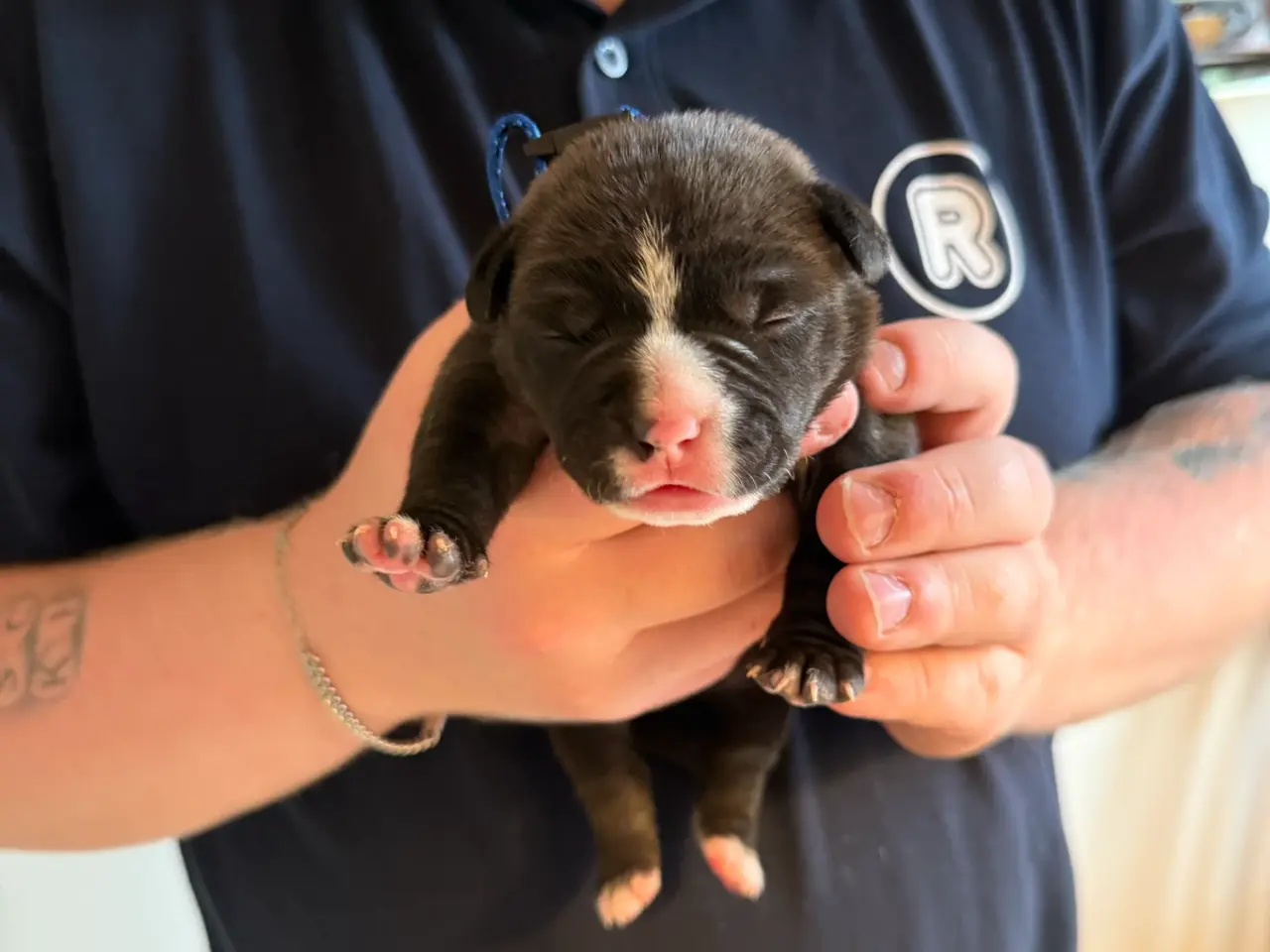 Billede 2 - Pocket Bully hvalpe