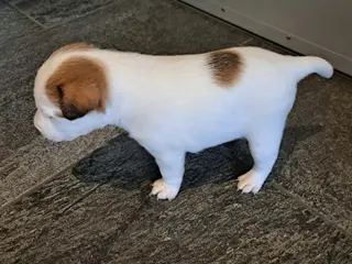 Jack Russel Terrier - 4