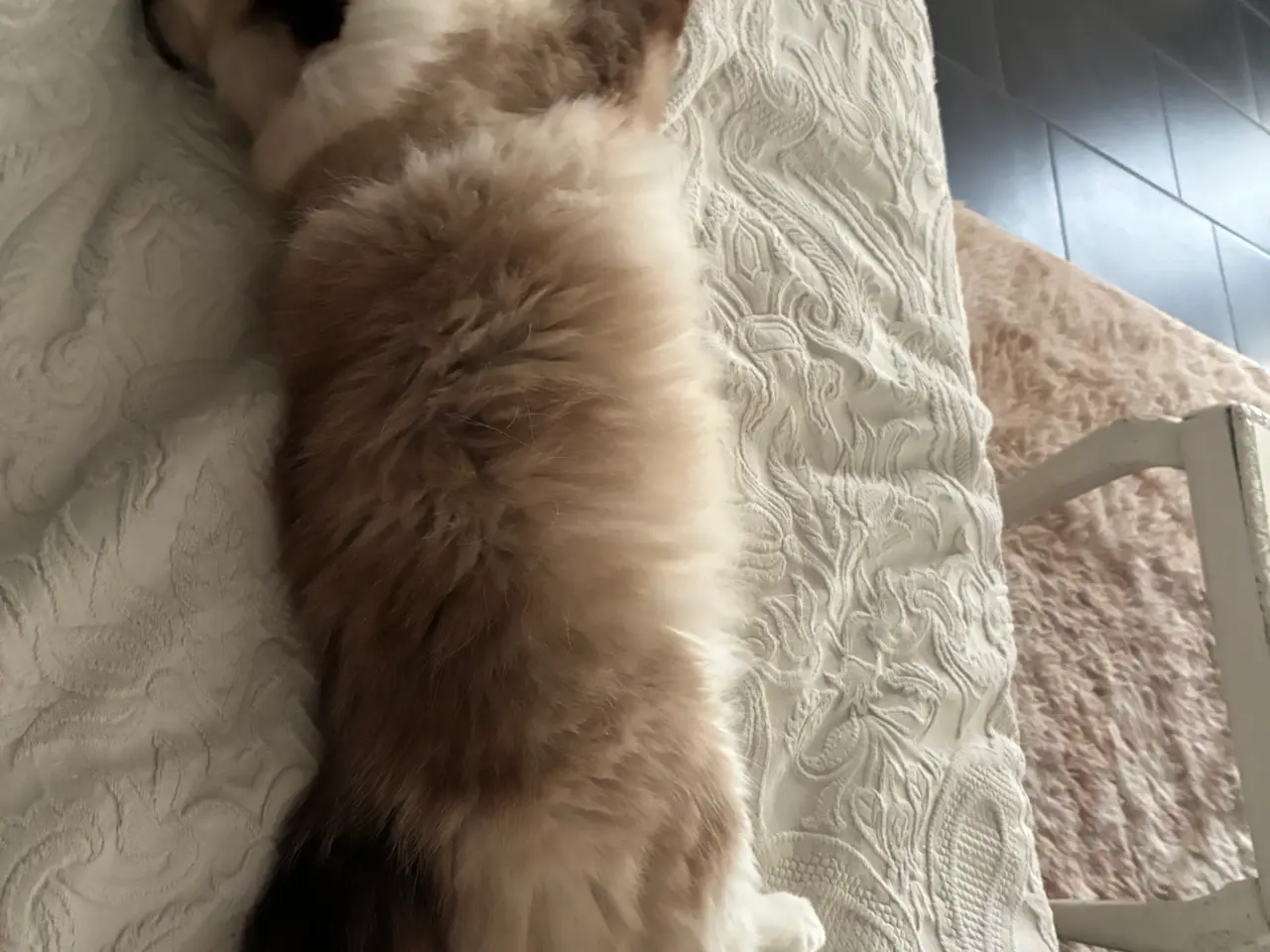 Billede 2 - Far British Longhair, Mor Ragdoll.