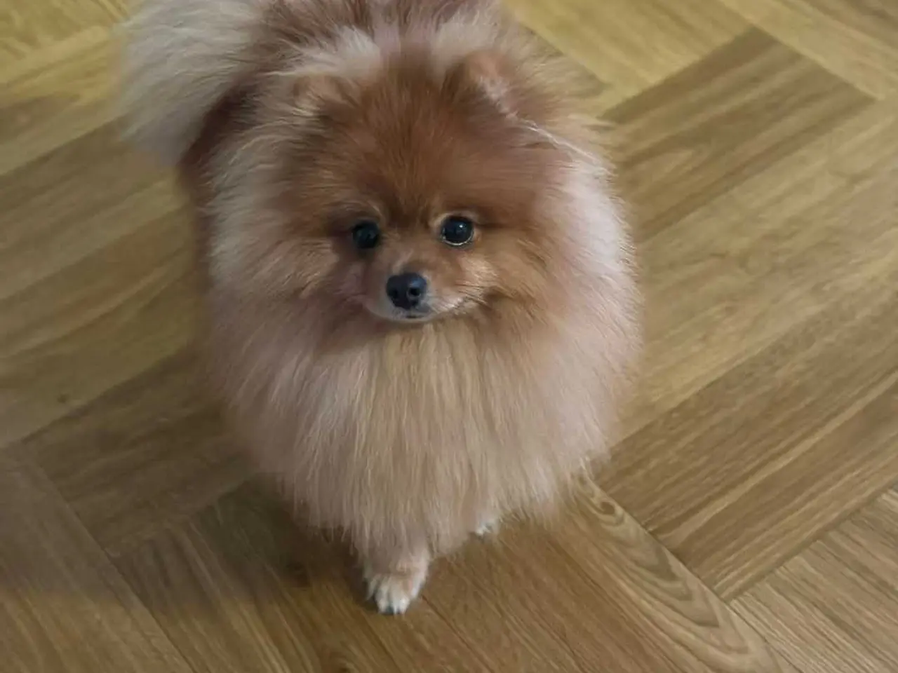 Billede 9 - Pomeranian han 