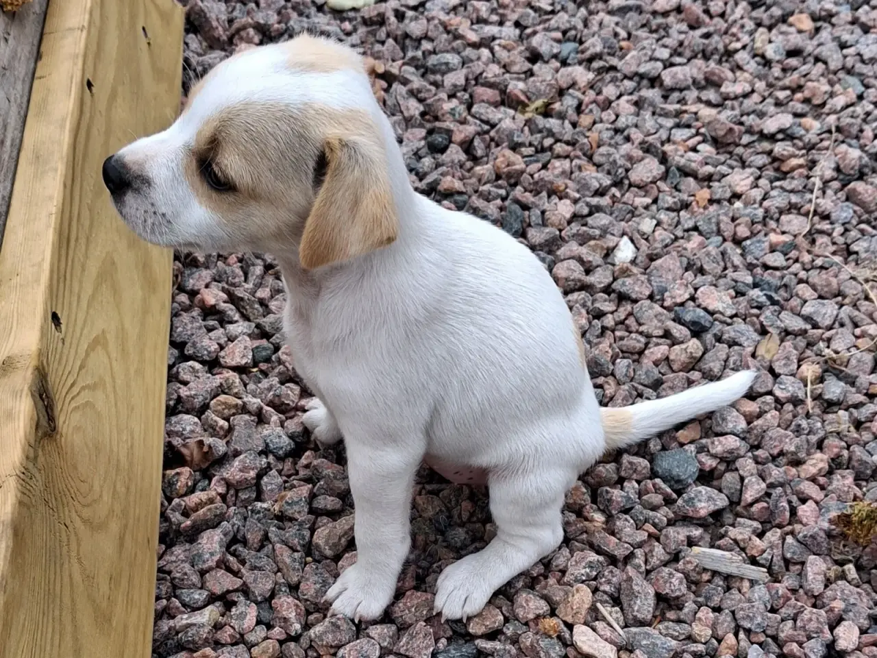Billede 7 - Korthåret Jack Russel terrier.