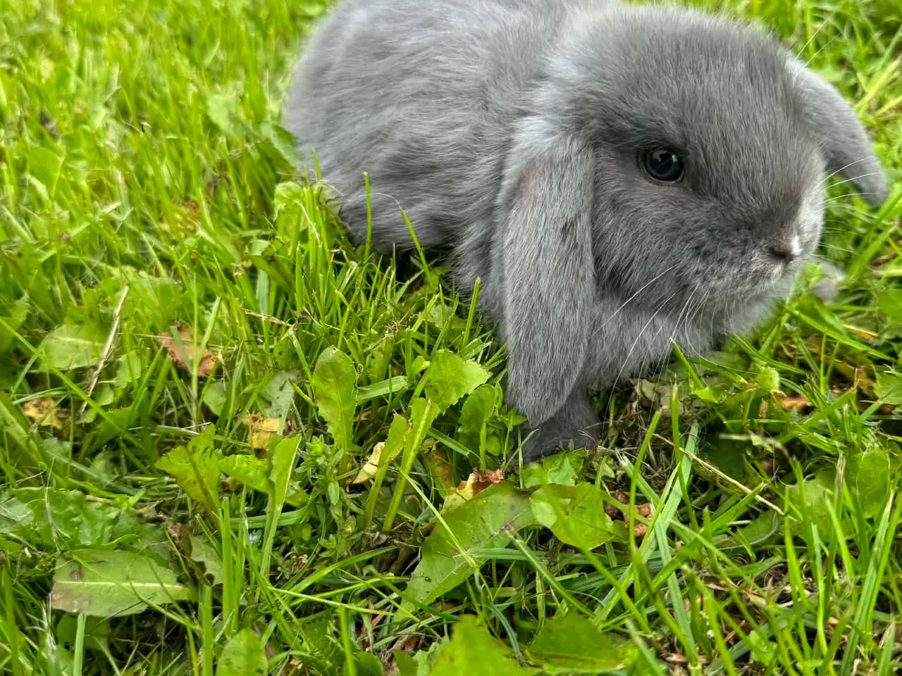 Billede 5 - Dværg vædder kaninunger 🐰