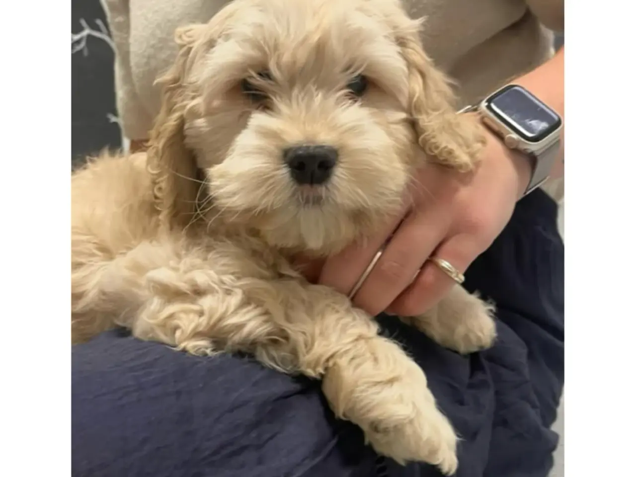 Billede 2 - Skønne cockapoo hvalpe