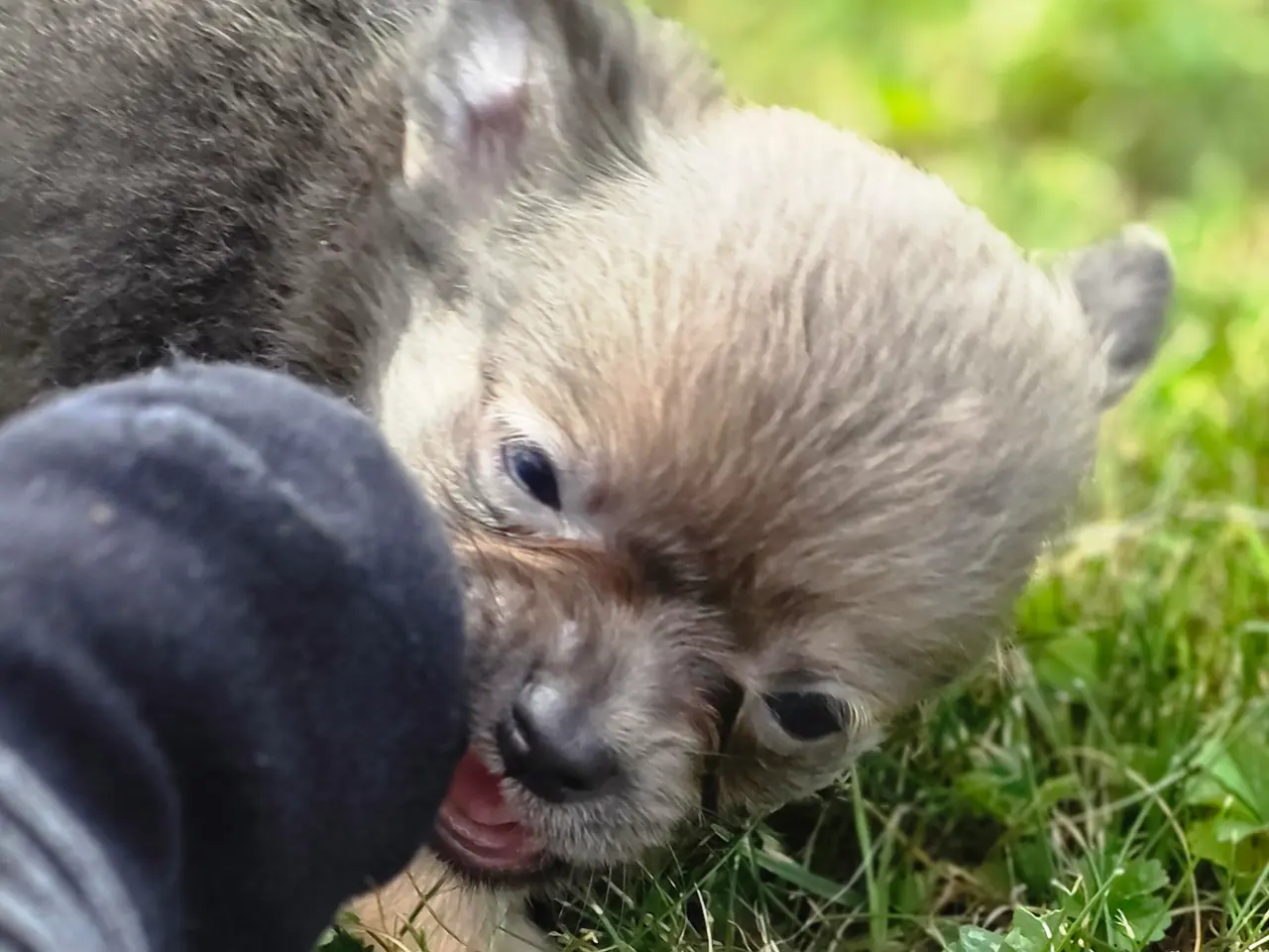 Billede 3 - Chihuahua han hvalp