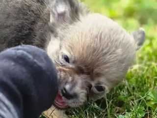 Chihuahua han hvalp  - 3