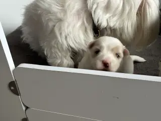 Søde små Havaton hvalpe