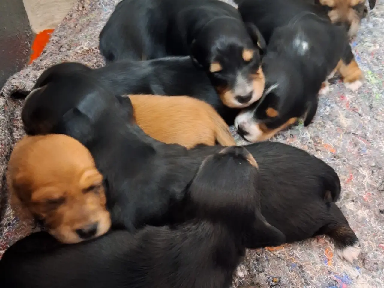 Billede 1 - Langhåret Dværg Gravhunde Blandingshvalpe