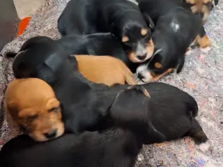 Langhåret Dværg Gravhunde Blandingshvalpe