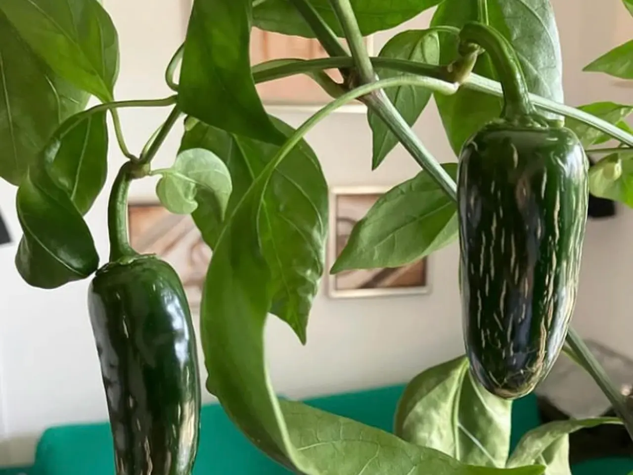 Billede 5 - Chili frø + zip poser til frø